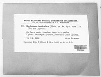Hypholoma fasciculare image